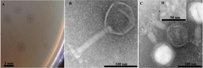 Characterization and Genome Structure of Virulent Phage EspM4VN to Control Enterobacter sp. M4 Isolated From Plant Soft Rot